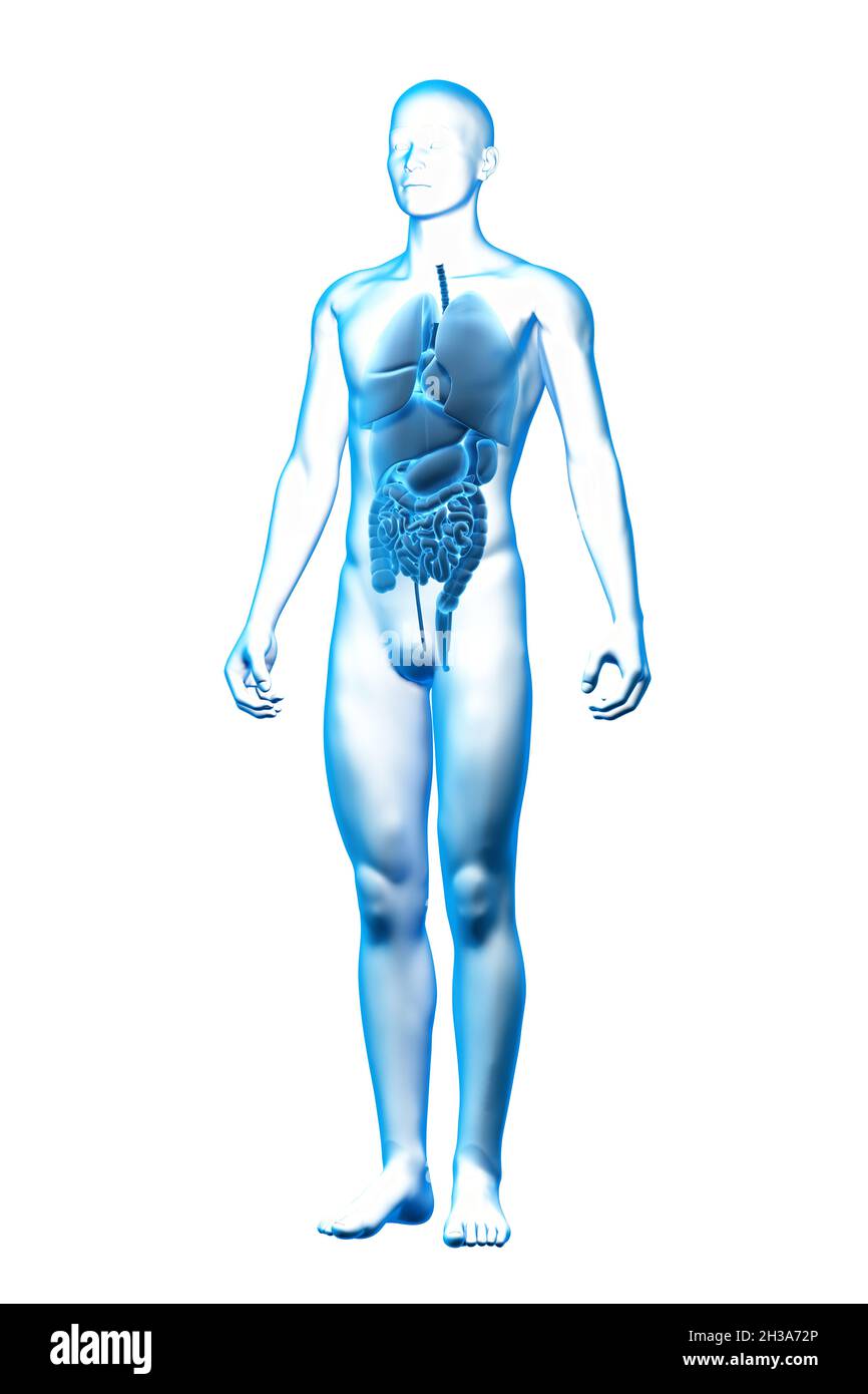 Internes Organ, menschlicher Körper, medizinisches 3D-Modell Stockfoto