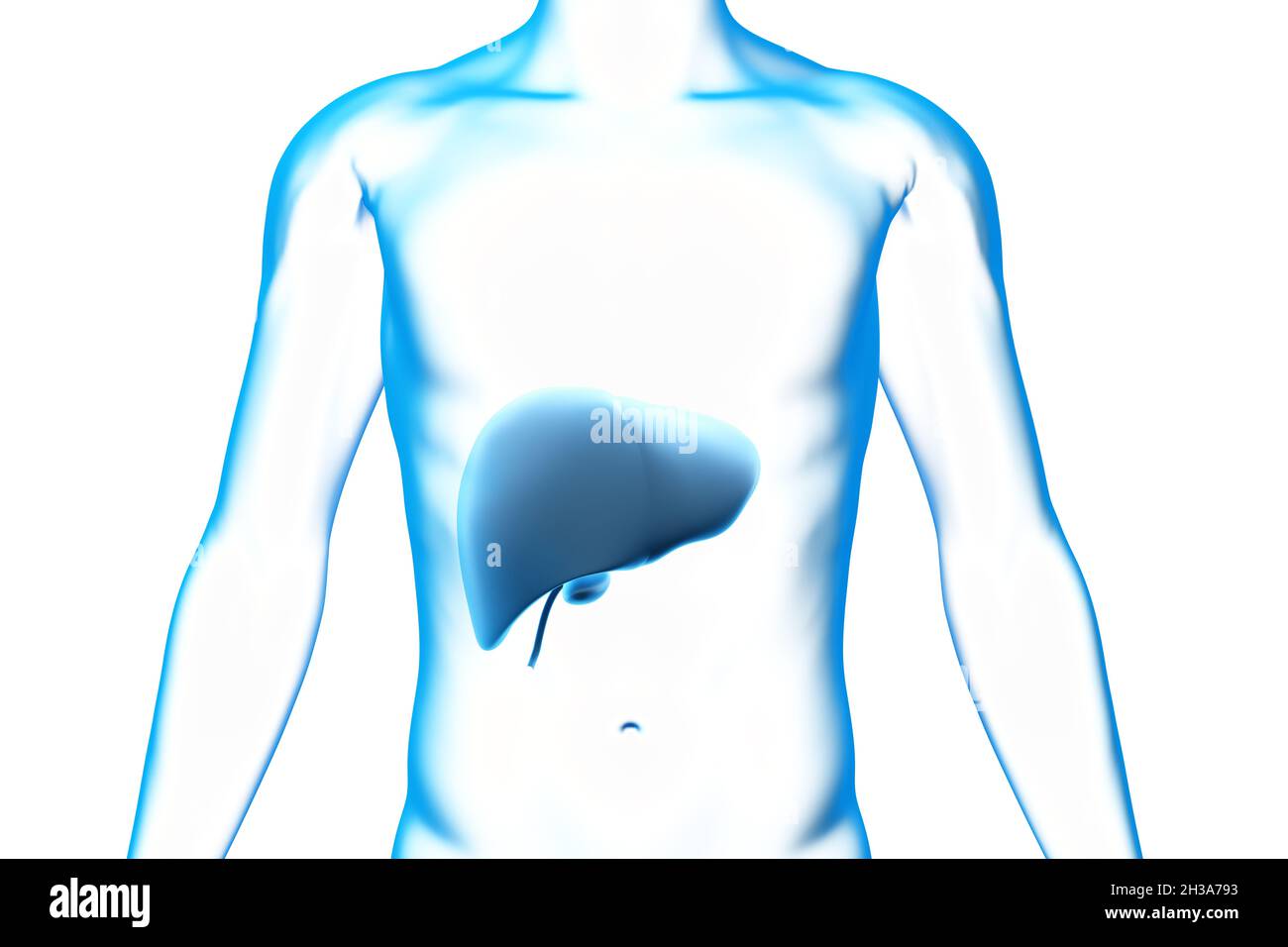 Leber und Gallenblase, Organ, menschlicher Körper, medizinisches 3D-Modell Stockfoto