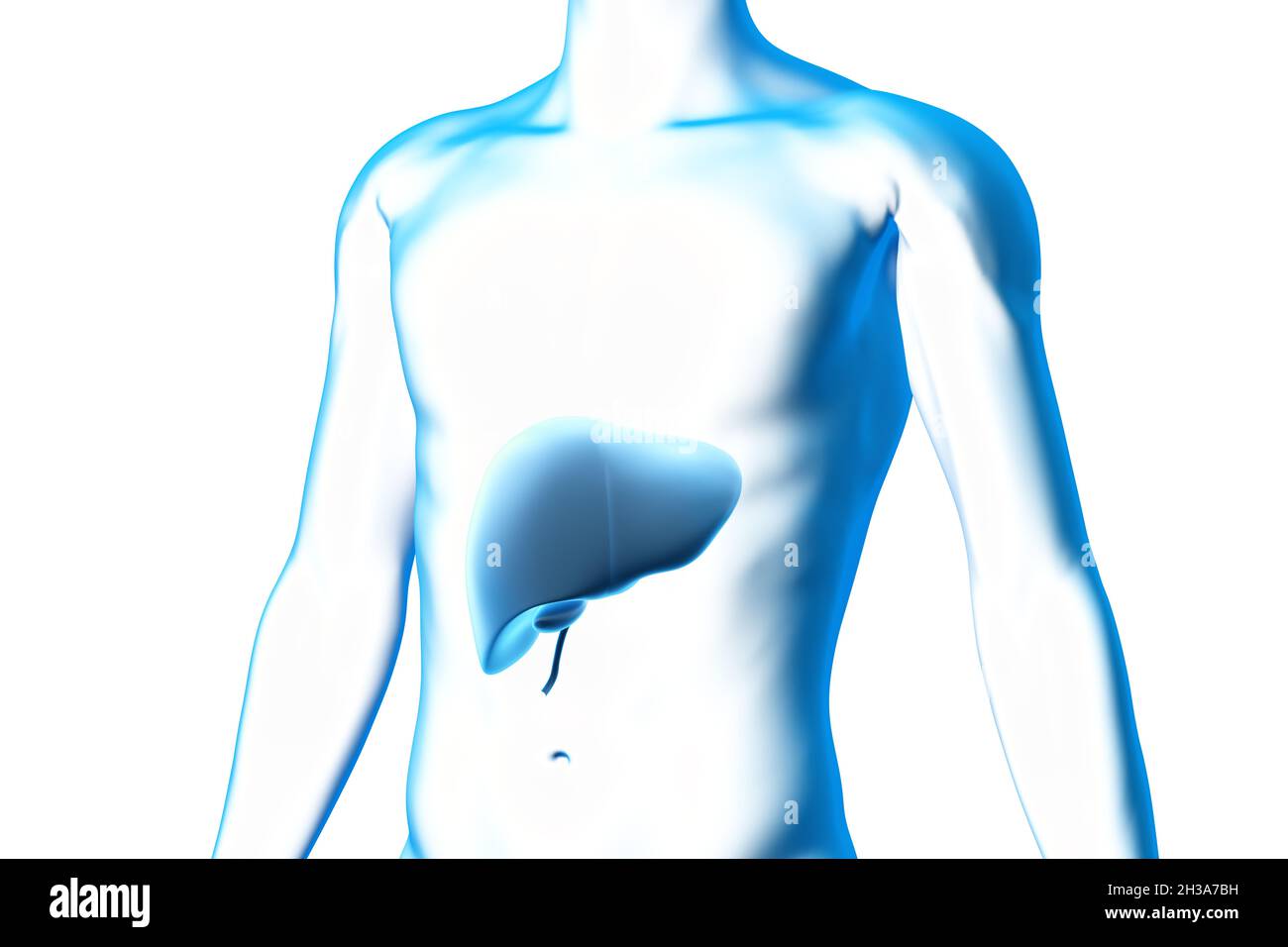 Leber und Gallenblase, Organ, menschlicher Körper, medizinisches 3D-Modell Stockfoto