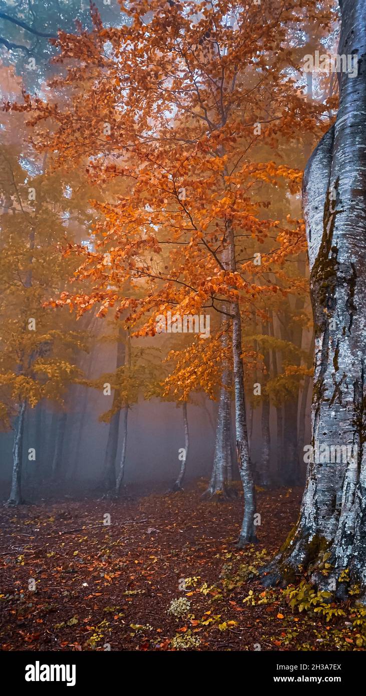 Bocca della selva Matese. Nebelwald im Herbst. Stockfoto
