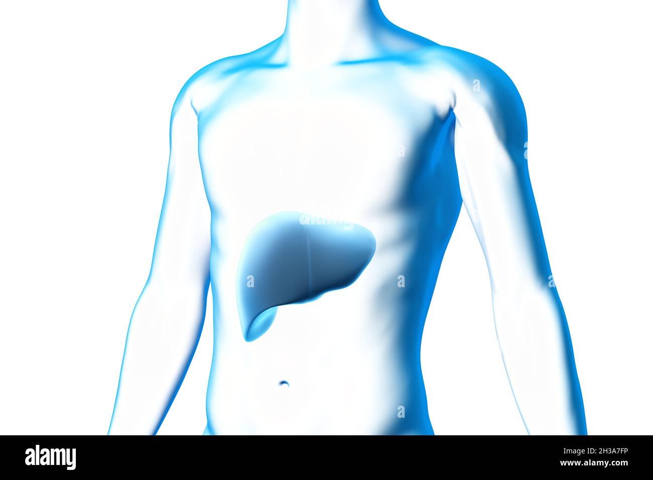 Leber, Organ, menschlicher Körper, medizinisches 3D-Modell Stockfoto