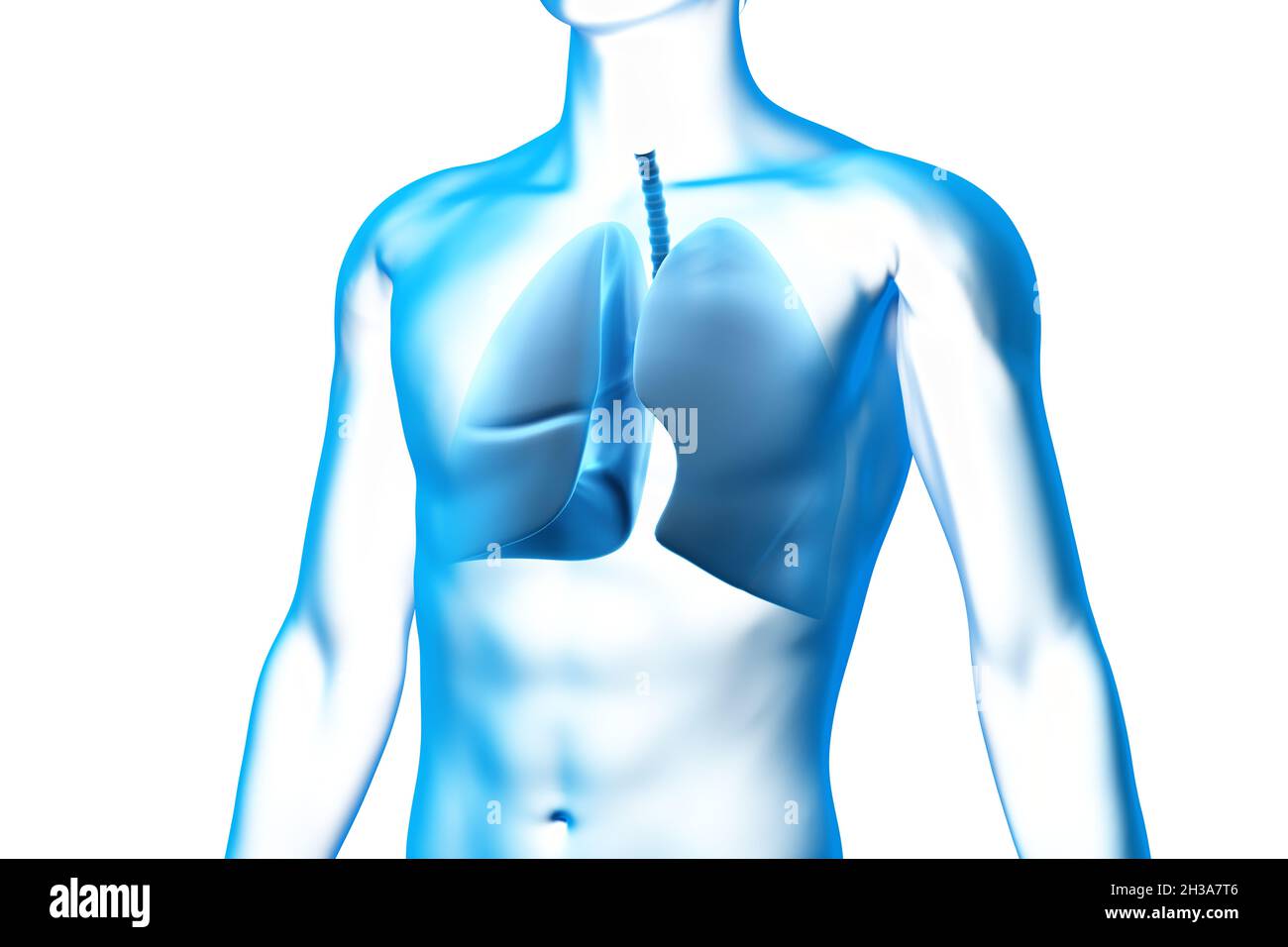 Lunge, Organ, menschlicher Körper, medizinisches 3D-Modell Stockfoto