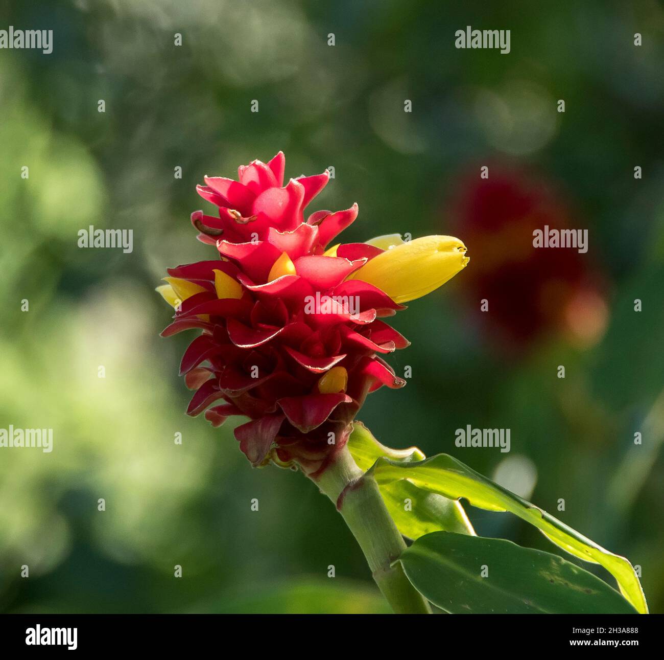 Einzelne leuchtend rote und gelbe Blütenkopf aus spiralförmigem Ingwer (Costus barbarus), im subtropischen Garten, Sommer, Queensland, Australien. Stockfoto