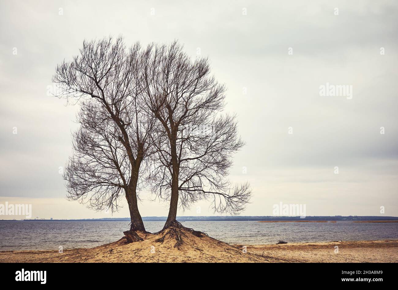 Blattloser Zwillingsbaum am Seestrand, Farbtonierung aufgetragen. Stockfoto