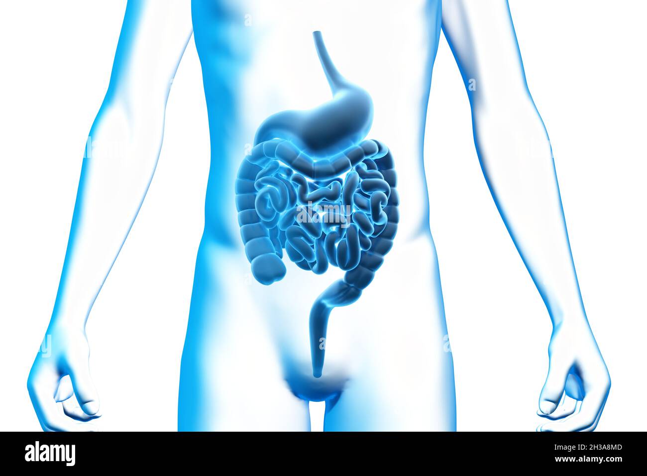Magen und Darm, Organ, menschlicher Körper, medizinisches 3D-Modell Stockfoto