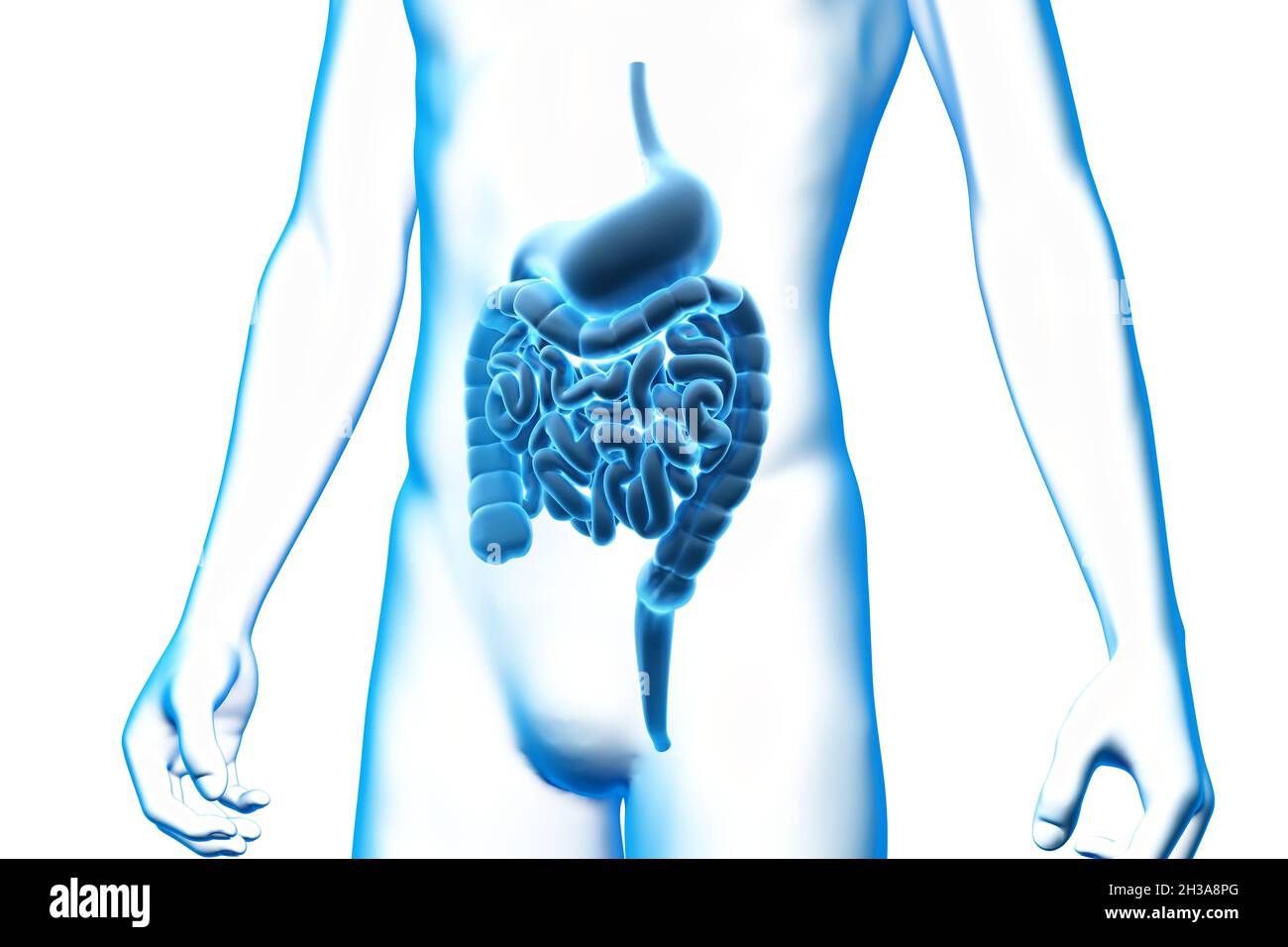 Magen und Darm, Organ, menschlicher Körper, medizinisches 3D-Modell Stockfoto