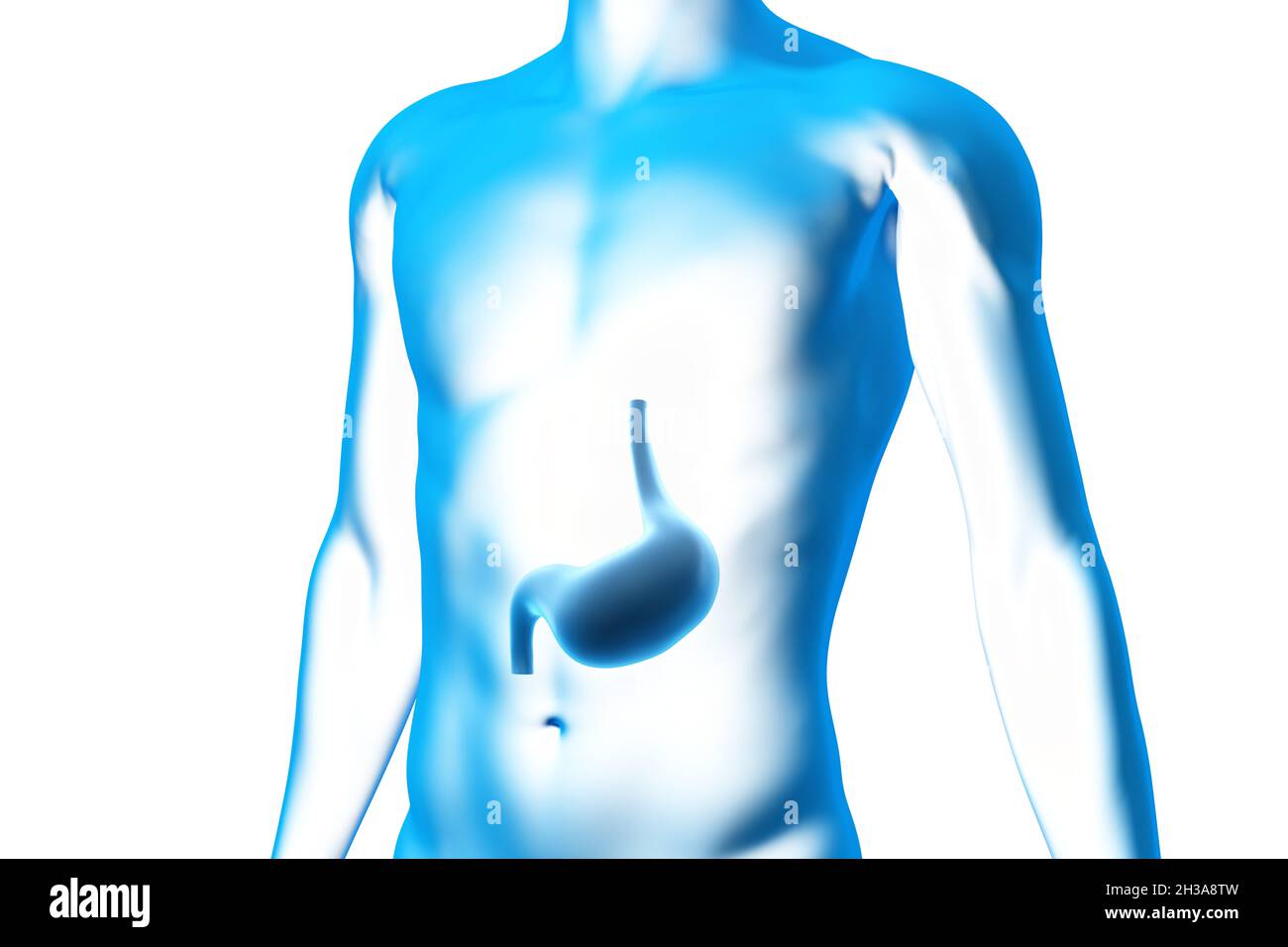 Magen, Organ, menschlicher Körper, medizinisches 3D-Modell Stockfoto