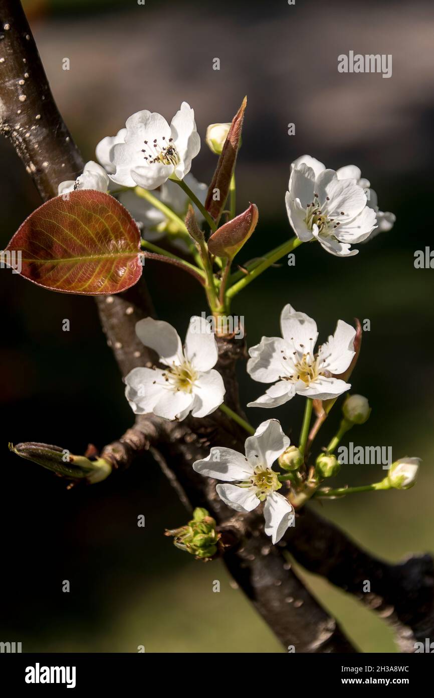 Nashi-Birnenblüte, Pyrus pyrifolia. Weiße Blüten in der Frühlingssonne im australischen Garten. Queensland. Stockfoto