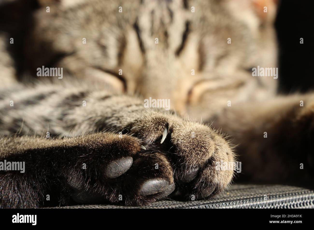 Nahaufnahme der Pfoten einer schlafenden Tabby-Katze Stockfoto