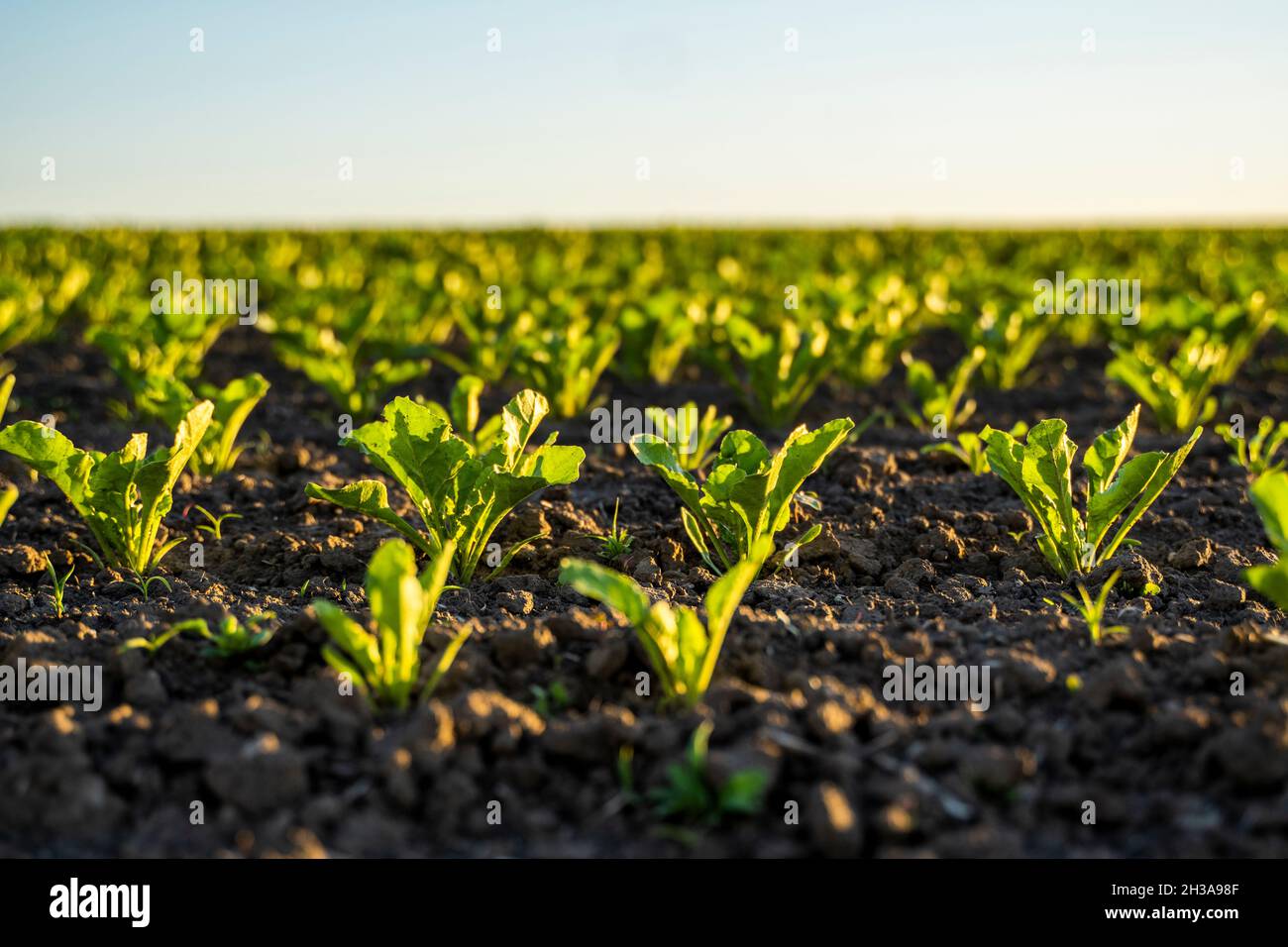 Nahaufnahme der Blätter der Rote Beete, die auf dem Gartenbeet wachsen. Frische grüne Blätter von Rote Beete oder Rote Beete Keimling wachsen in Bio-Farm. Stockfoto