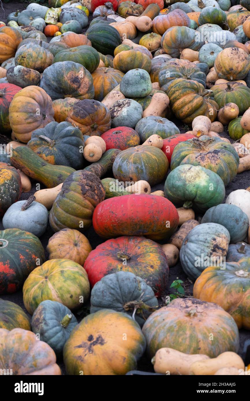 Mehrfarbige orange-gelb-grüne und graue Kürbisse liegen auf dem Boden. Halloween Hintergrund für Urlaub Stockfoto