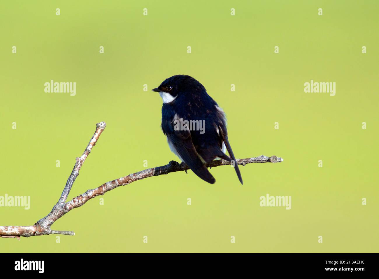 Eine Baumschwalbe sitzt an einem hellen Sommermorgen auf einem Bein. Stockfoto