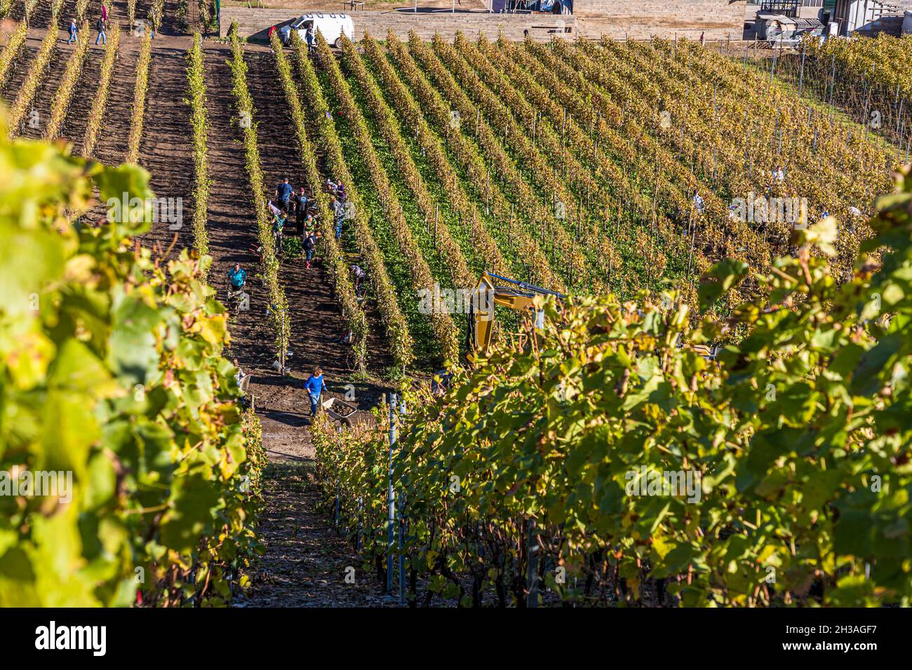 Der Hochwasserschlamm wird aus dem Weinberg entfernt. Überschwemmungskatastrophe 2021 im Ahrtal, Dernau, Deutschland Stockfoto