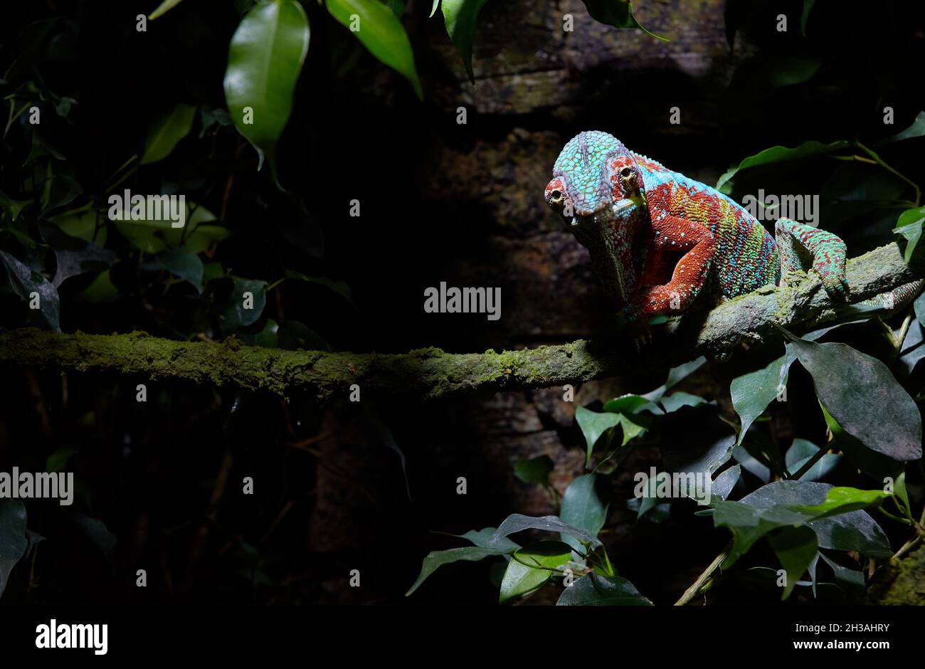 Farbenprächtiges Chamäleon, das auf einem Baumzweig in der Tierwelt auf der Jagd sitzt Stockfoto