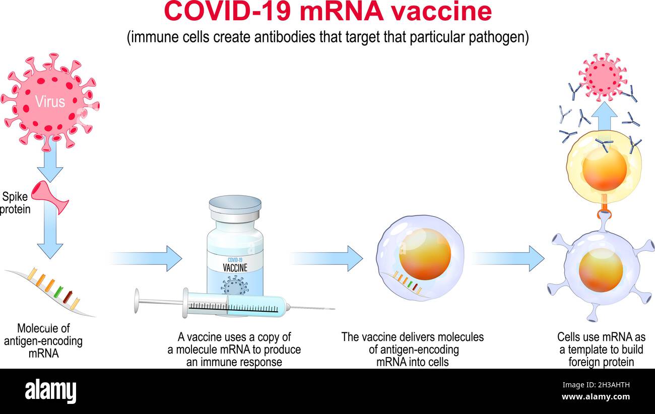 COVID-19 mRNA-Impfstoff. Wirkmechanismus. Pandemien verursachten die Entwicklung der mRNA-Technologie für eine neue Möglichkeit, eine Boten-RNA in eine Zelle zu liefern Stock Vektor