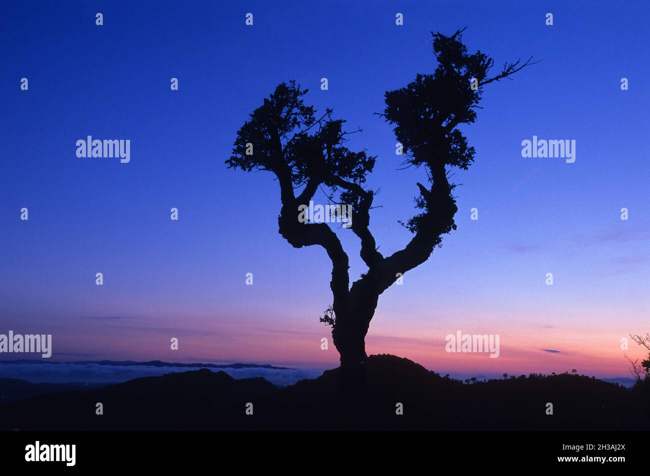 FRANKREICH. BOUCHES-DU-RHONE (13) EIN BAUM AUF DEM HEILIGEN SIEGESBERG (MONTAGNE SAINTE-VICTOIRE) Stockfoto