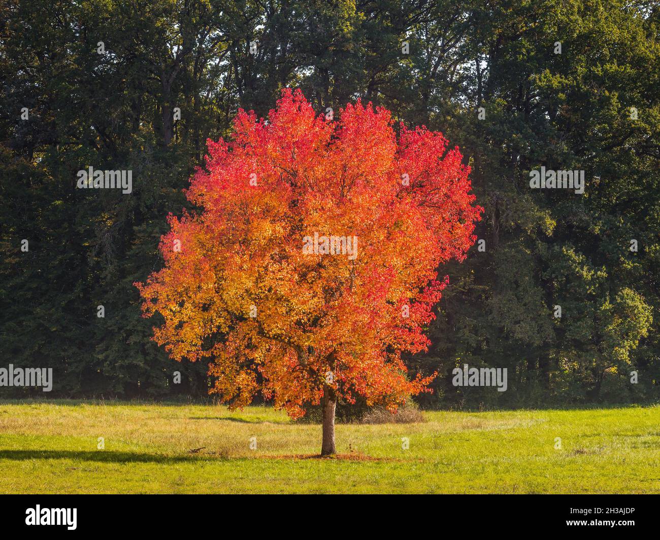 Acer-Baum mit Herbstlaub in Parklandschaft auf Chateau de Azay-le-Ferron, Indre (36), Frankreich. Stockfoto