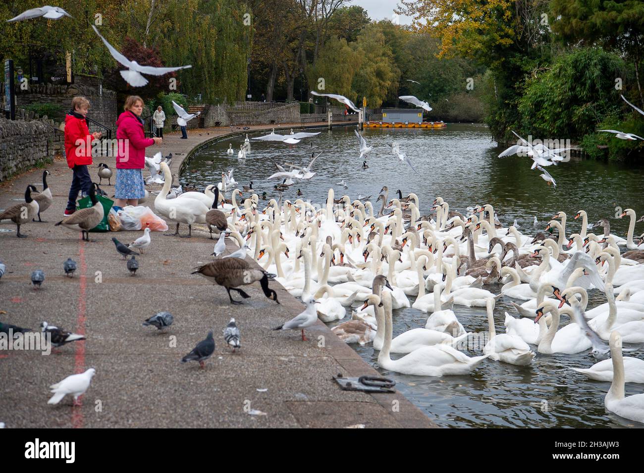 Windsor, Großbritannien. Oktober 2021. Die Schwanenschar an der Themse in Windsor war heute Morgen sehr hungrig, als sie abschrabbten, um Brotfetzen von Einheimischen zu bekommen, die sie füttern. Glücklicherweise gibt es auf diesem Abschnitt der Themse mindestens 20 neue Cygnets. Quelle: Maureen McLean/Alamy Live News Stockfoto