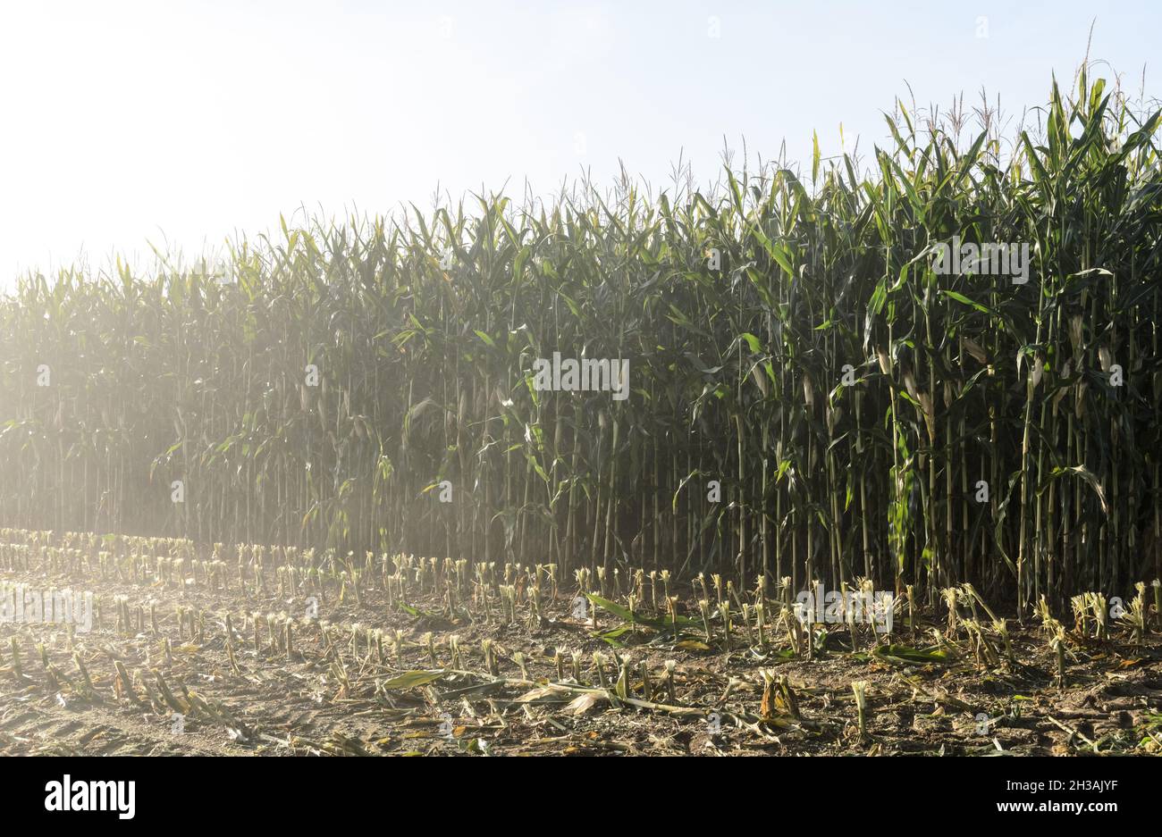 Gesägte und teilweise geerntete Stängel von Mais, Maispflanzen (Zea mays) auf einem landwirtschaftlichen Feld auf dem Land in Deutschland, Europa Stockfoto