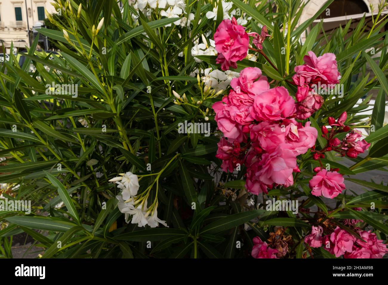 Nahaufnahme der Rhododendron, Azalee (Rhododendron L.) Art der Pflanzen von der Heather Familie (Ericaceae) Stockfoto