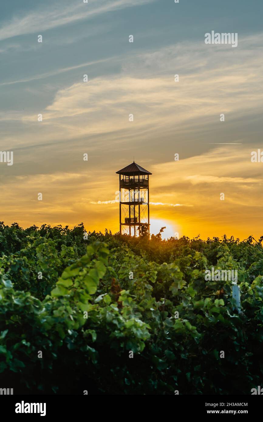 Herbst Weinberge,Region Palava,Südmähren,Tschechische Republik.ländliche Landschaft bei Sonnenuntergang, Panoramablick auf Weinberg und Aussichtsturm Majak.Tschechisch Stockfoto