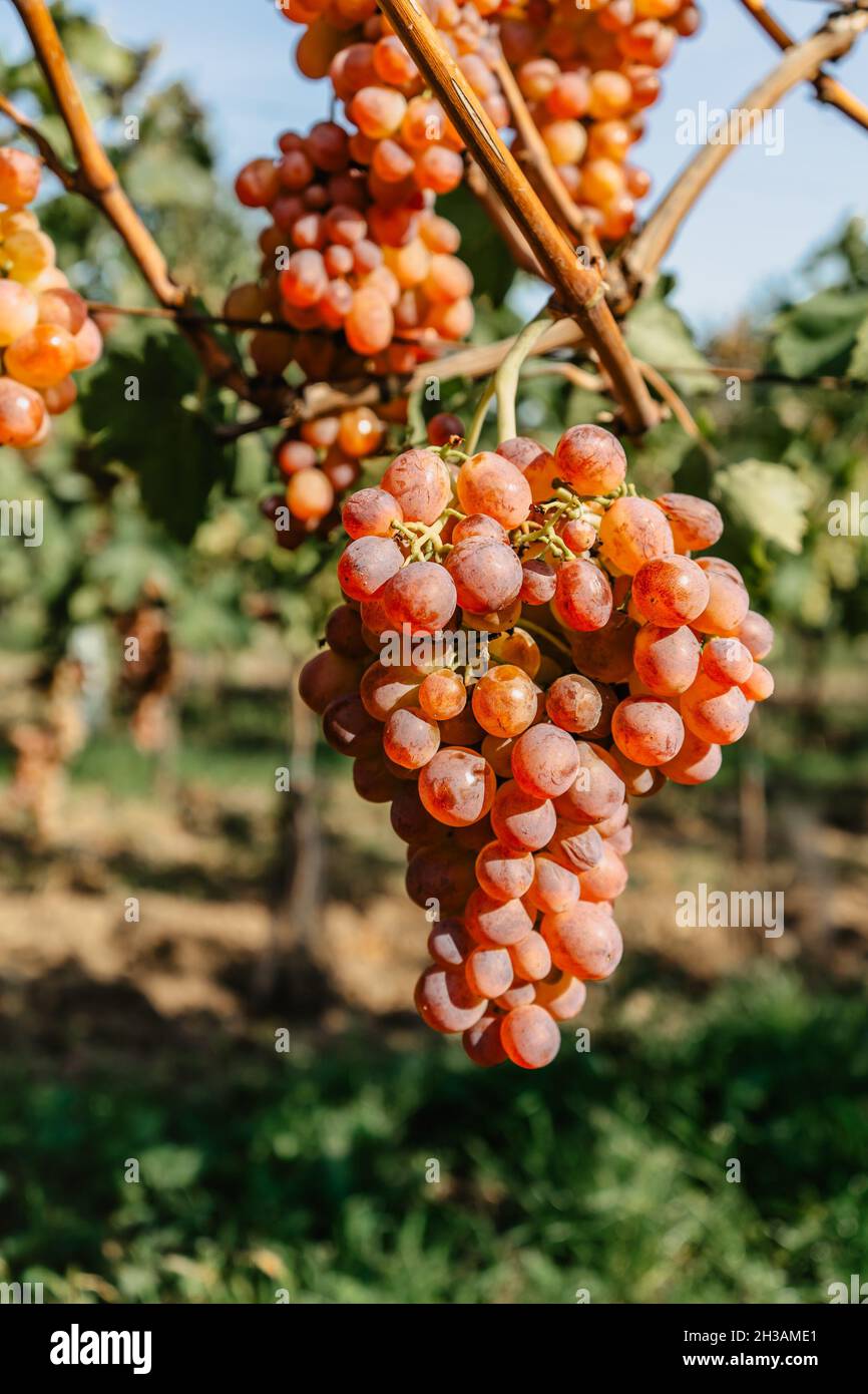 Detail der süßen Bio-saftigen Weinrebe im Herbst. Nahaufnahme der weißen rosa Trauben im Weinberg, Weinlese Konzept. Zweige frischer Trauben Stockfoto