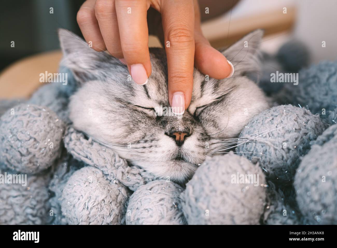 Frau streichelt niedliche schöne Katze, die in warmen gemütlichen Decke schläft. Katze ruht oder entspannt in den Armen der Frau. Menschen und Haustiere vertrauen und lieben Konzept Stockfoto