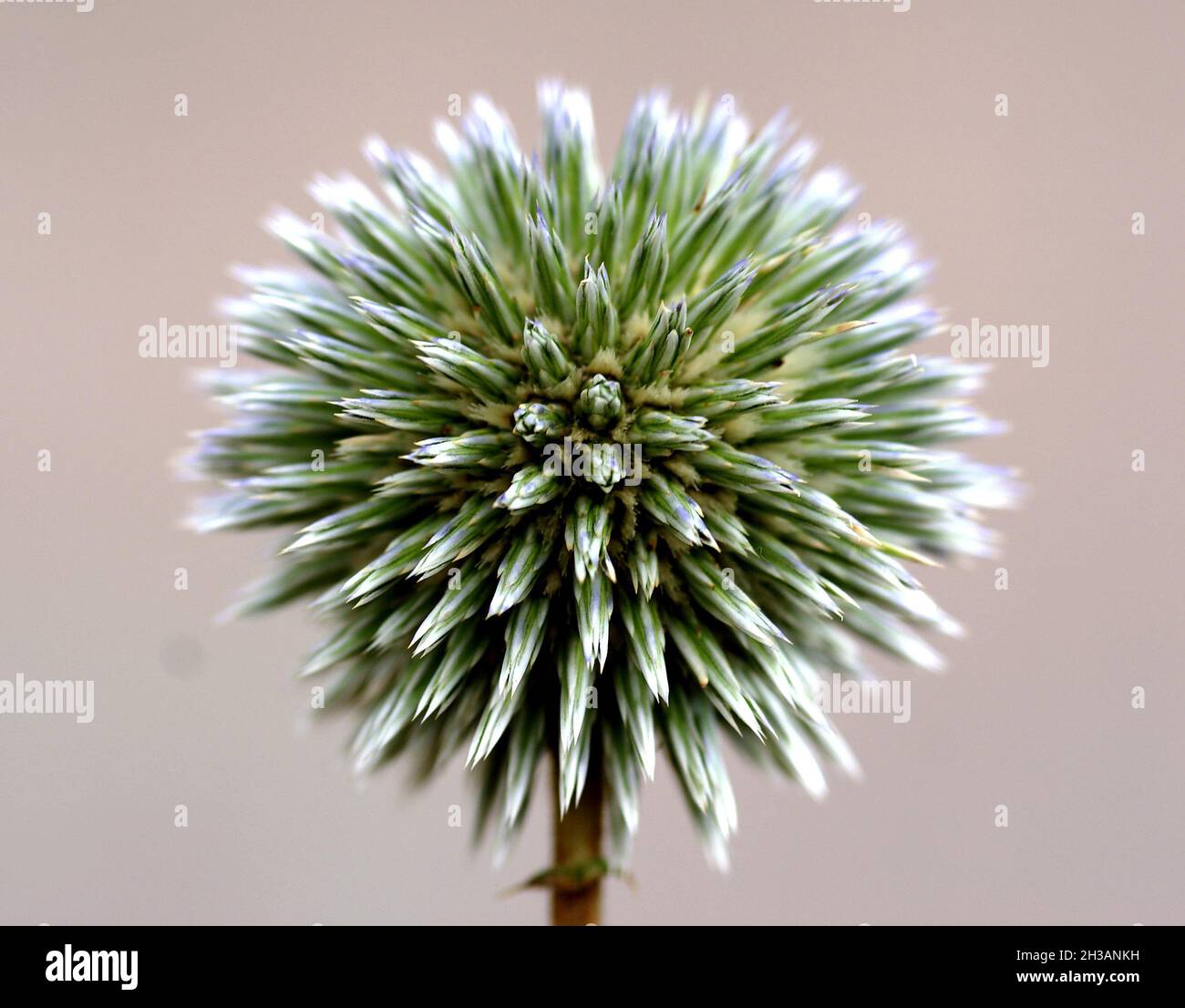 Allium vor der Blüte Stockfoto