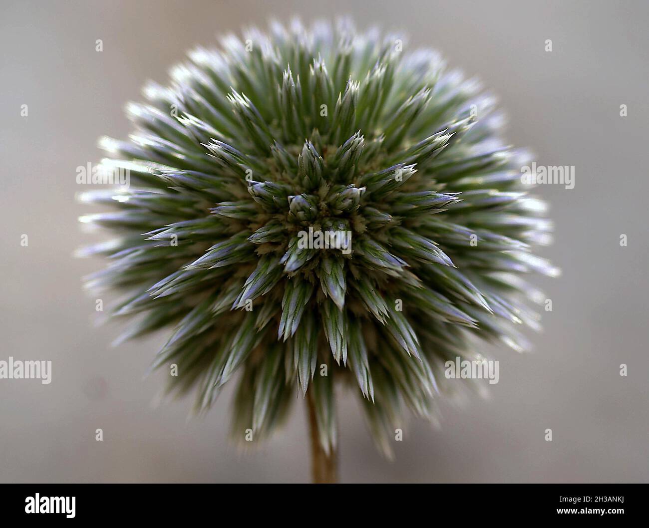 Allium vor der Blüte Stockfoto