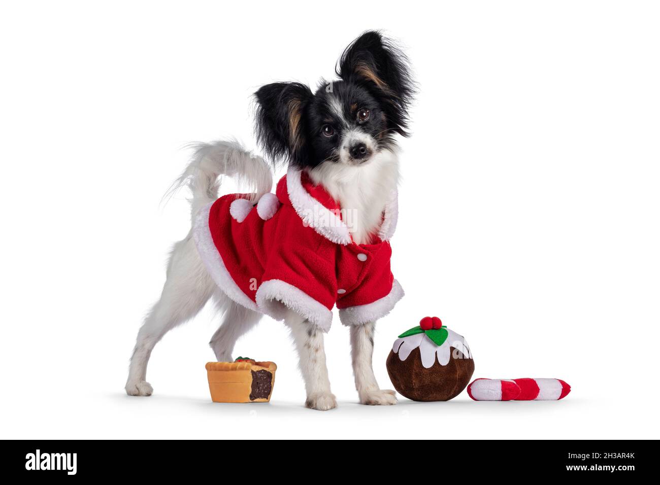 Ausgezeichnete weiße schwarz und tan Epagneul Nain Papillon Hund Welpen, stehend Seitenwege tragen rote santa Jacke zwischen Weihnachten süße Spielzeug. Auf Stockfoto