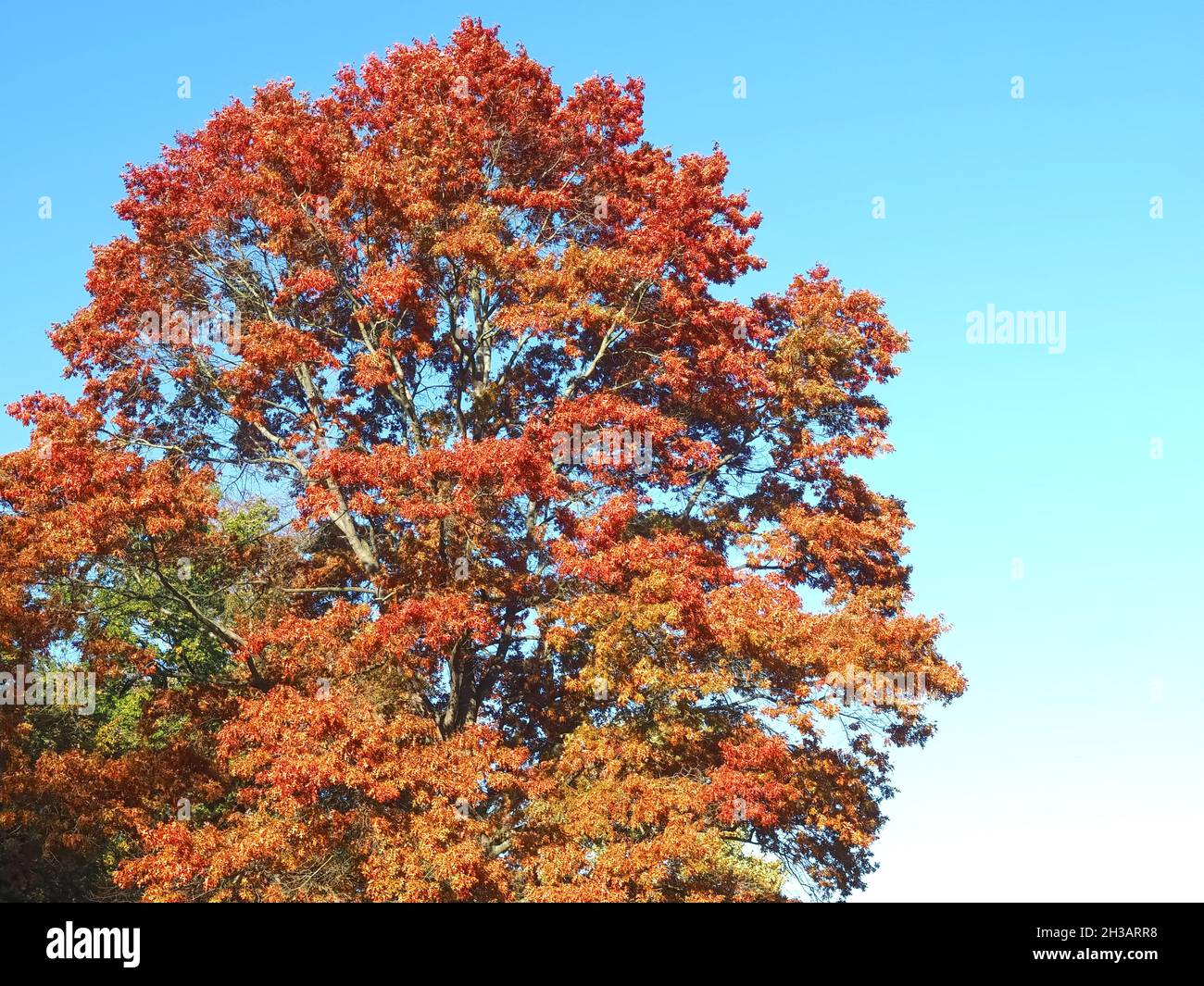 Große scharlachrote Eiche querus coccinea im Herbst Stockfoto