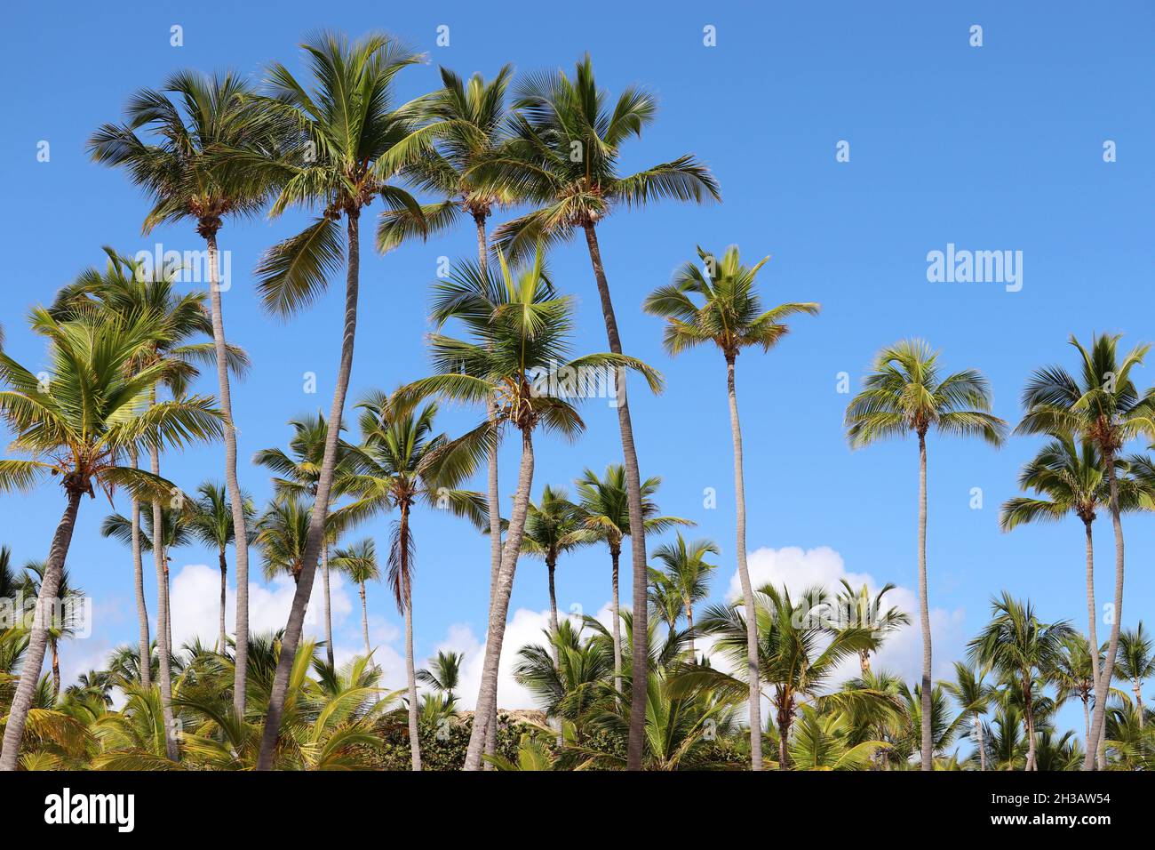 Kokospalmen auf blauem Himmel mit weißen Wolken Hintergrund. Tropischer Strand, paradiesische Natur Stockfoto