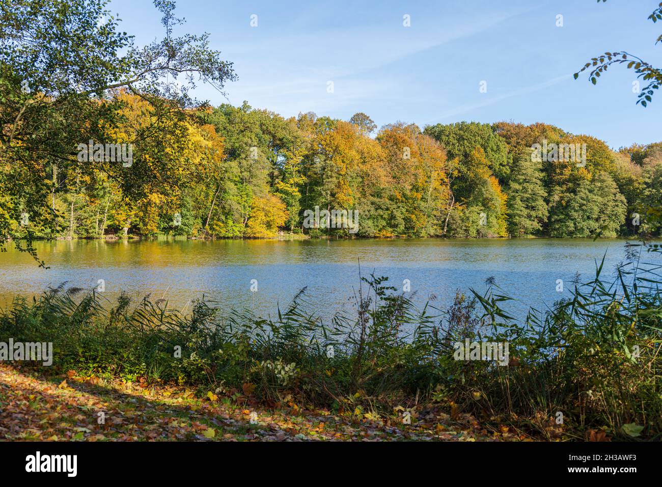 Ufer eines Waldsees mit altem Laubbaumbestand in buntem Herbstkörper Stockfoto