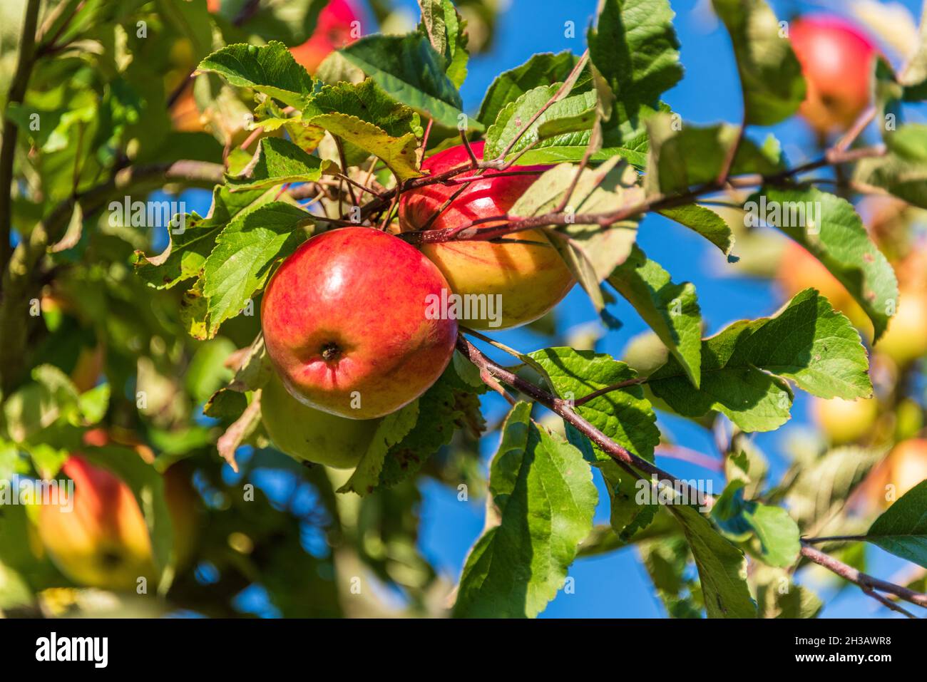 Reife Äpfel am Baum eines Obstartens im Plöner Schloßpark Stockfoto