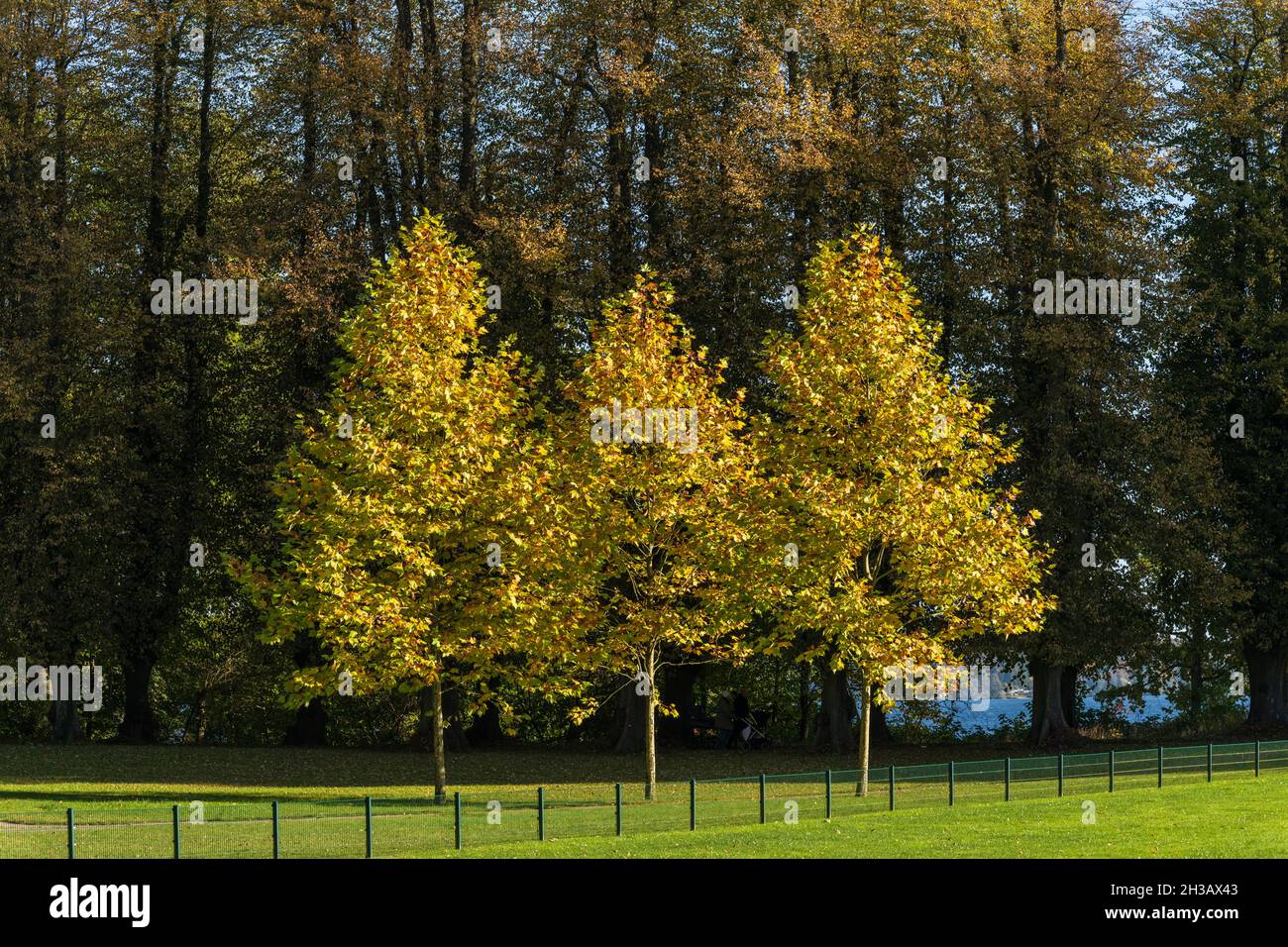 Bunte Herbststimmung in einem Park an einem sonnigen Oktobertag Stockfoto