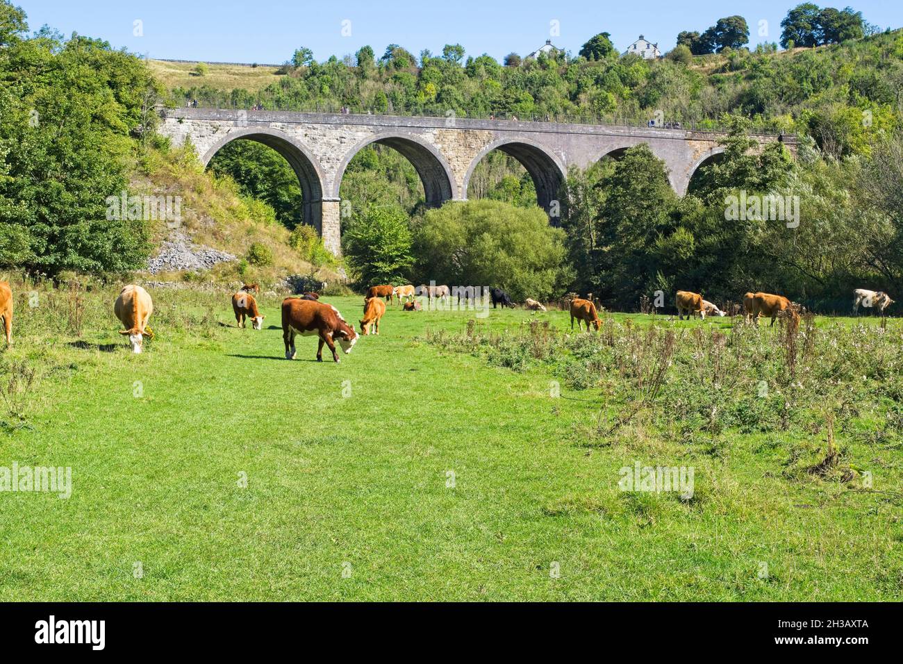 An einem hellen Sommertag grasen Rinder um das Monsal Grabstein-Viadukt in Monsal Dale, Derbyshire. Stockfoto