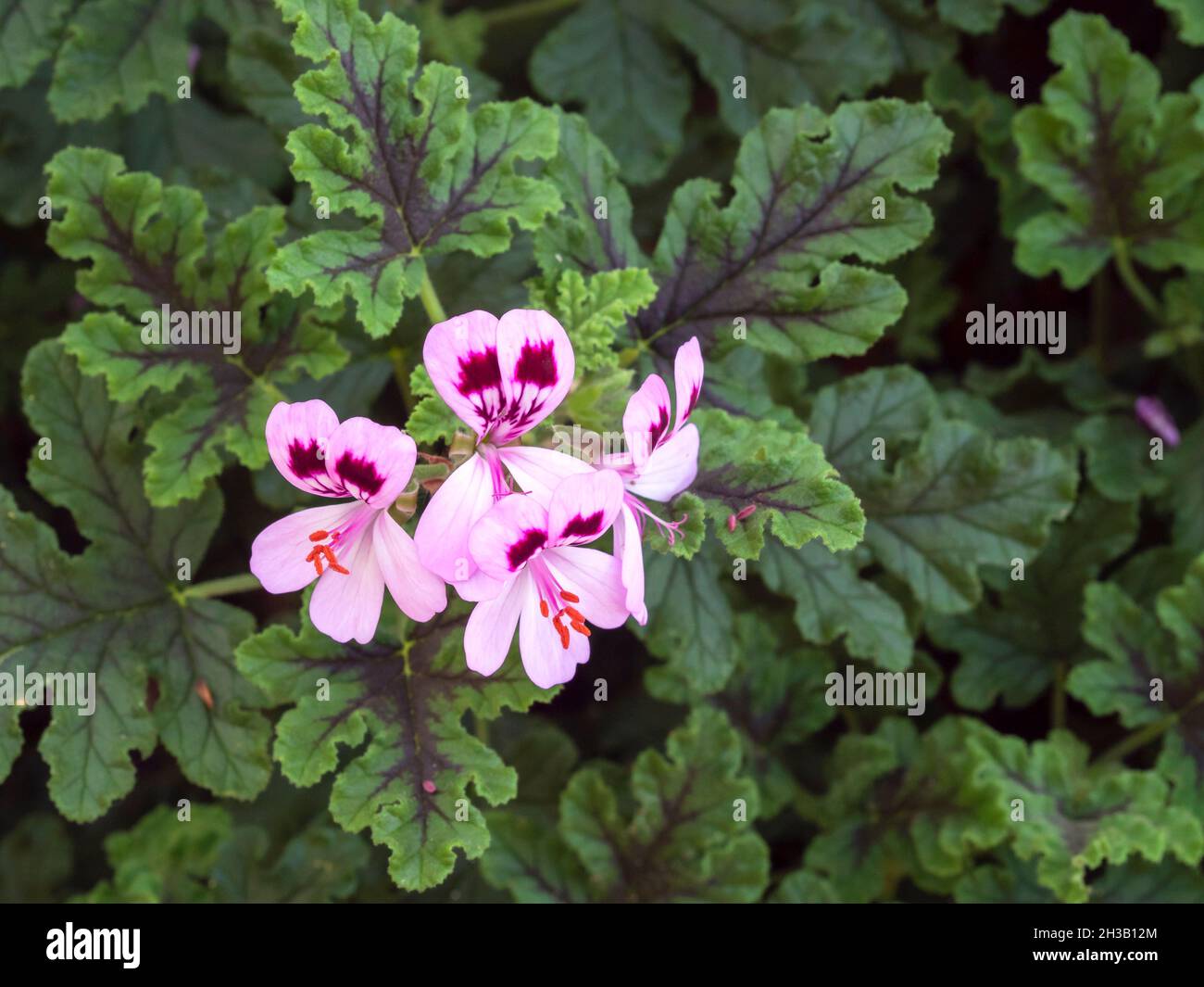 Rosa Pelargonium-Geranienblüte und grüne Blätter Stockfoto