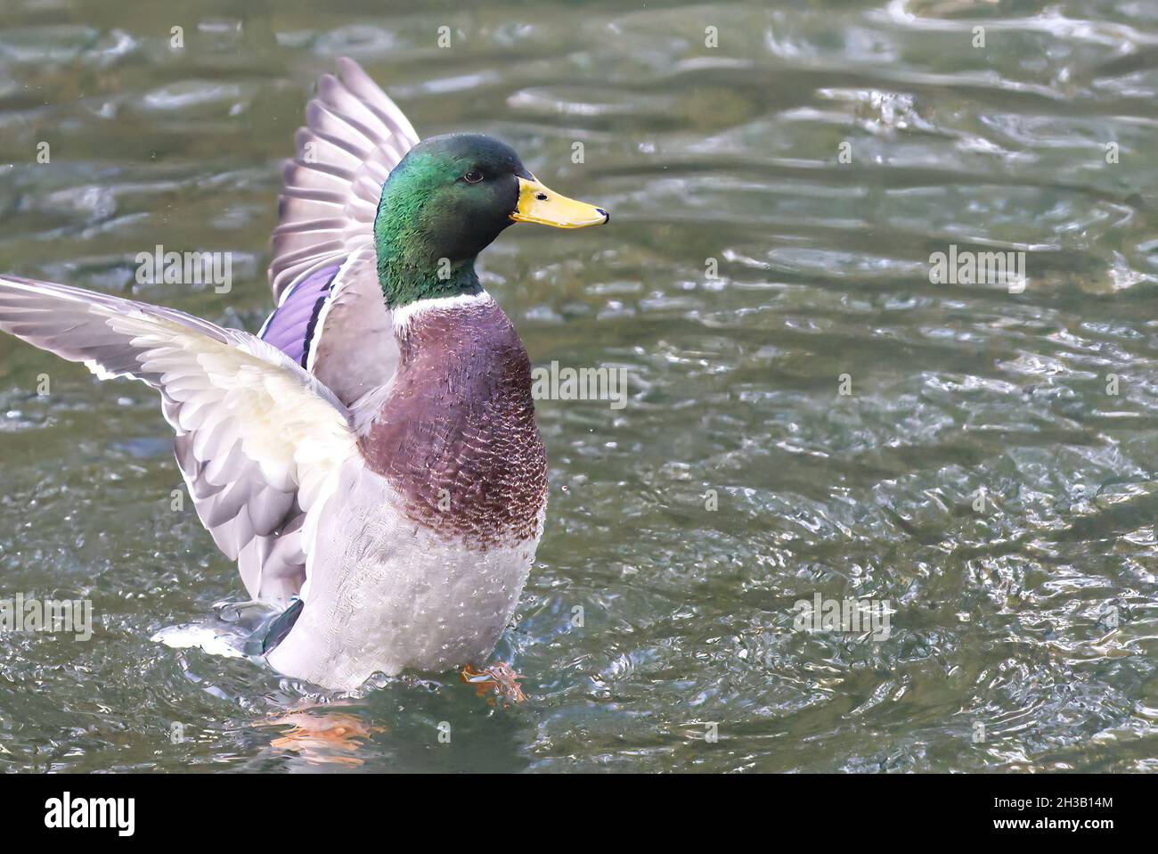 Mallard Duck fliegen - Landung in seiner natürlichen Umgebung auf einem See. Stockfoto