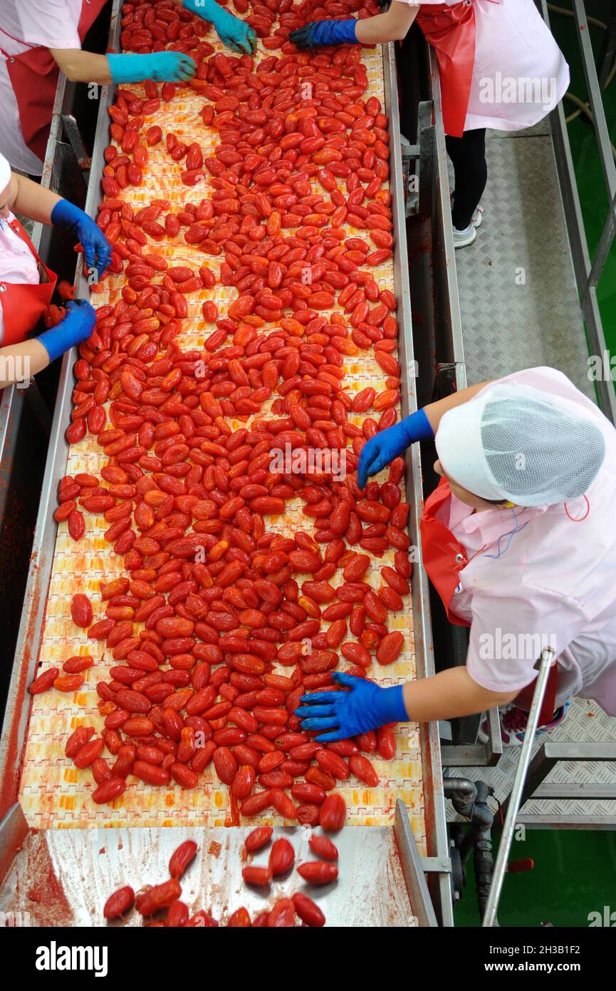 Castel San Giorgio ( Salerno ) - August. 30.2016 - Verarbeitung von Tomaten in der Fabrik - Italien - Foto von Nicola Ianuale Stockfoto