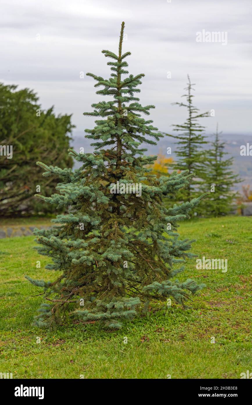 Tannenbaum im Evergreen Park Stockfoto