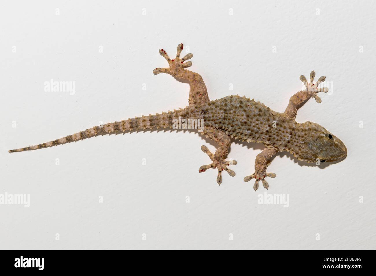 Gecko, Kalabrien, Italien Stockfoto