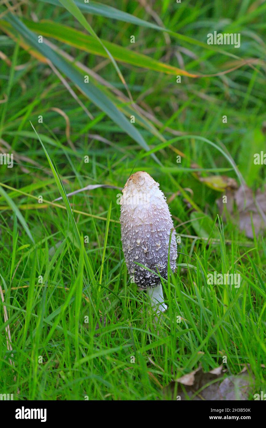 Shaggy Ink Cap, Coprinus comatus, Holkham, Norfolk, England, Großbritannien. Stockfoto