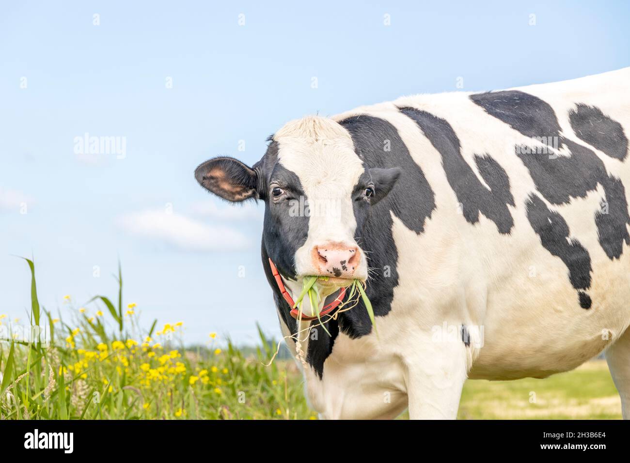Grasende Kuh, Zunge zerreißt Grashalme, Essen, schwarz und weiß, auf einer grünen Weide mit gelben Blumen und einem blauen Himmel Stockfoto