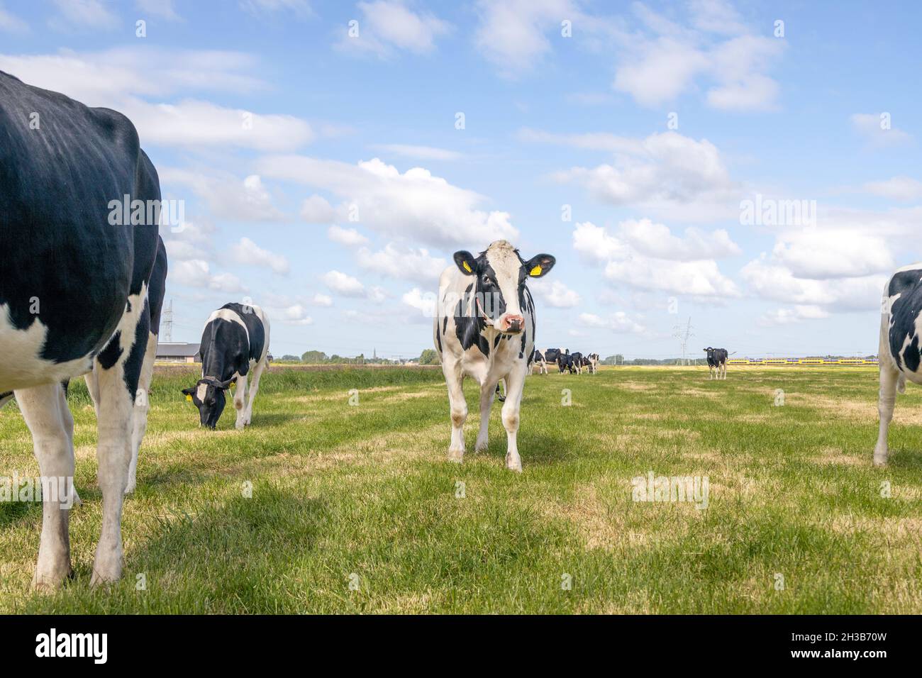 Kuh, die auf einem Feld entgegenkommt, neugierige schwarze und weiße Kühe, die sich der Kamera nähern Stockfoto