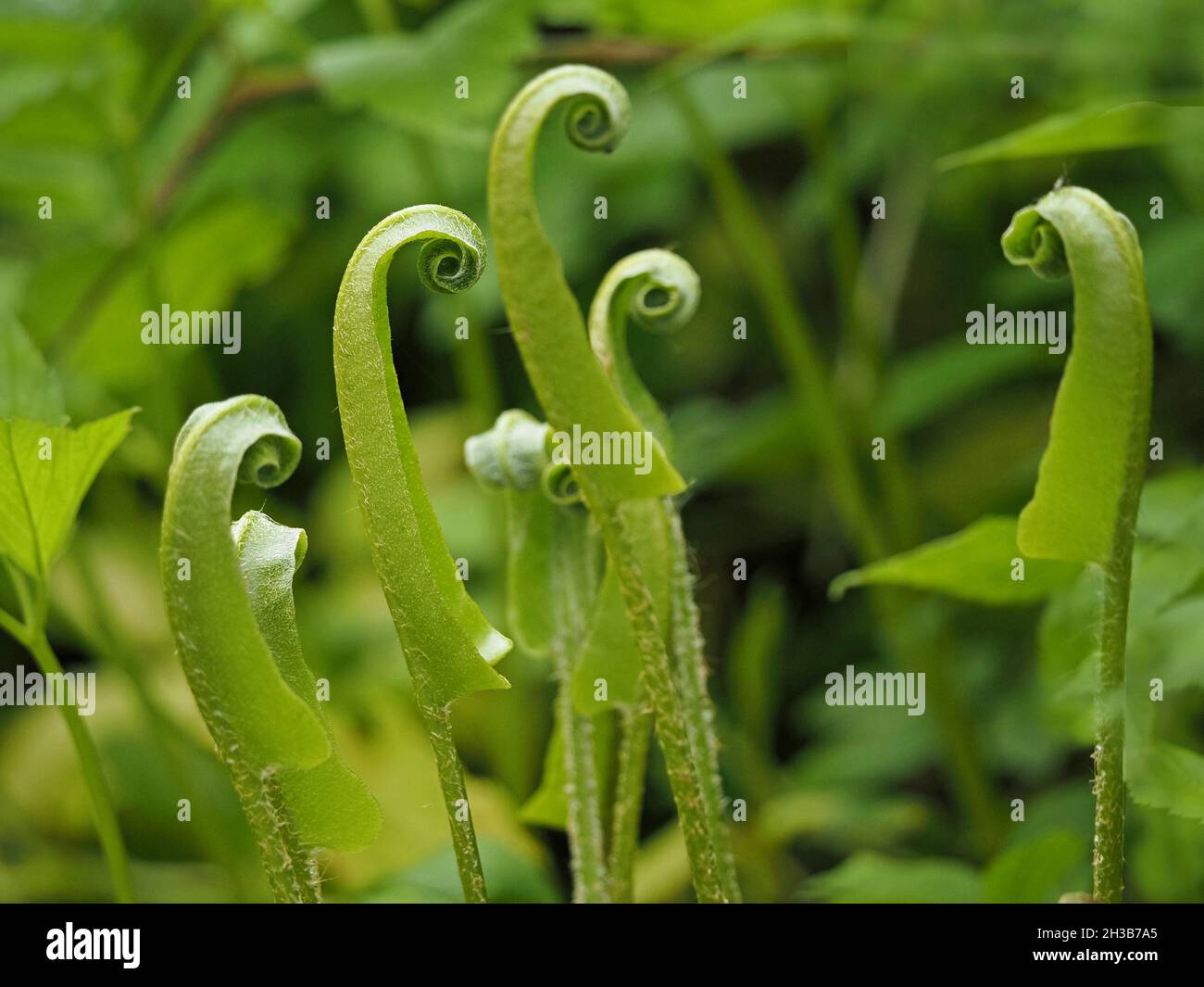 Auftauchende Wedel (Fiddleheads) von Harts Zungenfarn (Asplenium scolopendrium) erzeugen eine surrealistische Talking Heads-Szene in Cumbria, England, Großbritannien Stockfoto