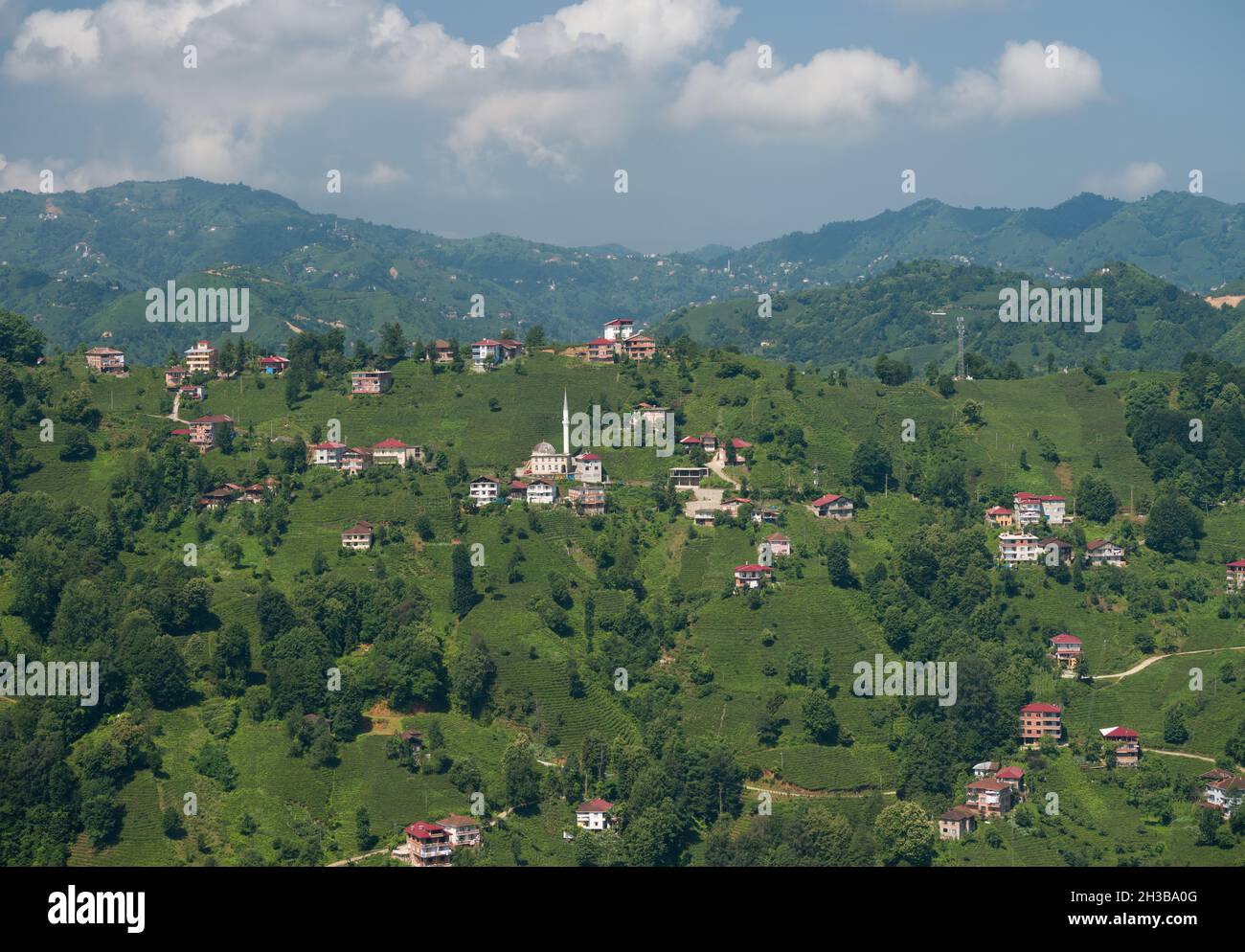 Teeplantagen im Bezirk Cayeli. Berühmte Teestandorte von Rize. Rize City, Türkei Stockfoto