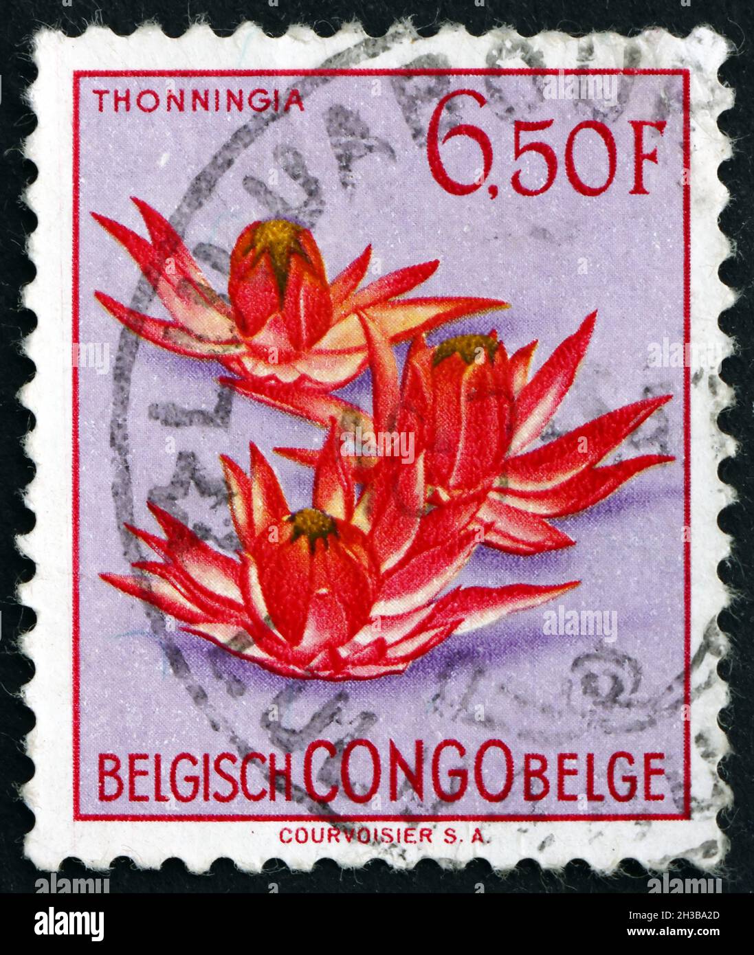BELGISCHER KONGO - UM 1952: Eine in Belgisch-Kongo gedruckte Marke zeigt Ground Pineapple, Tonningia Sanguinea, Blumenpflanze, um 1952 Stockfoto