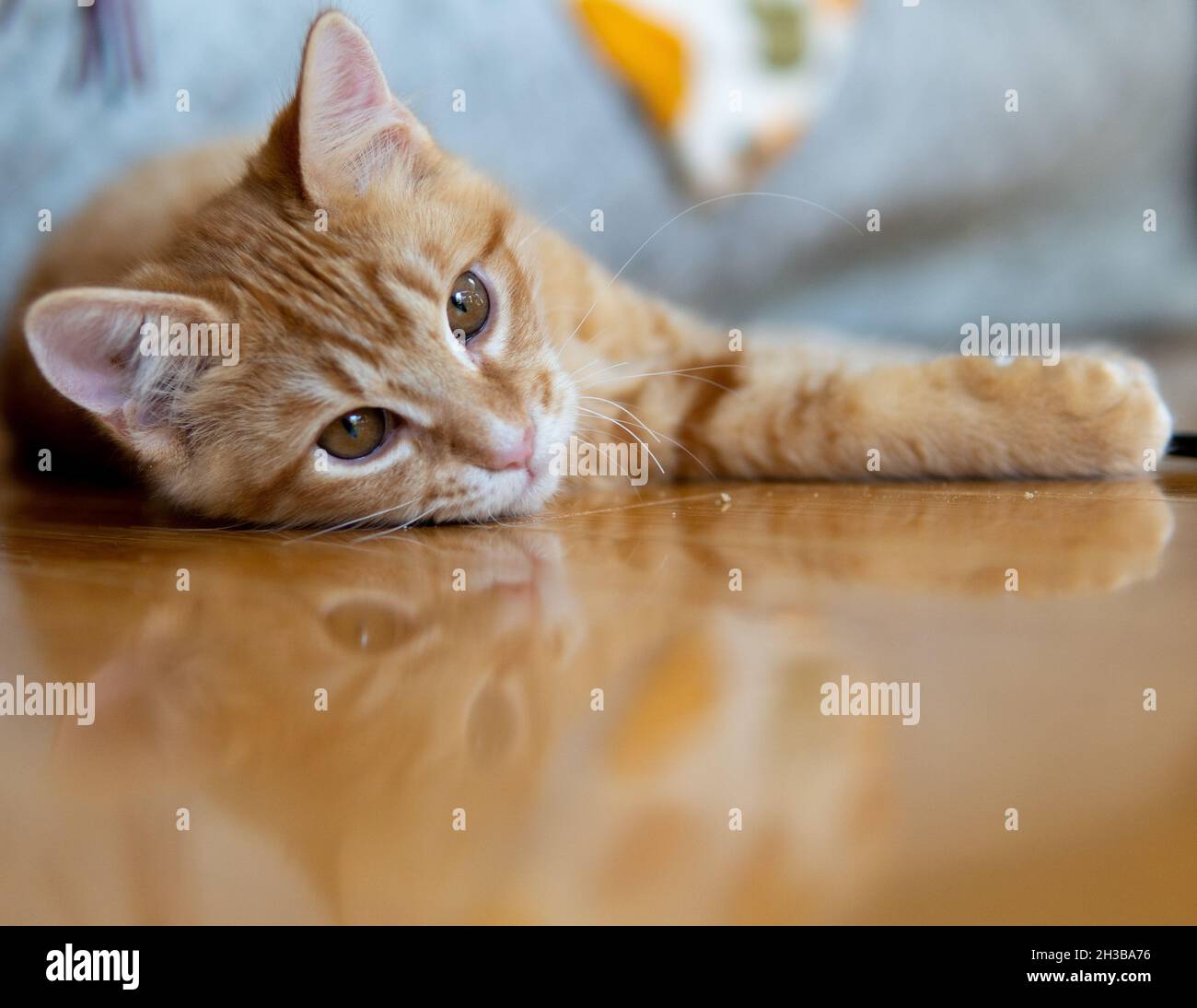 Und orange (Ingwer) gestromte Kätzchen (4 Monate alt) schaut auf die Kamera Stockfoto