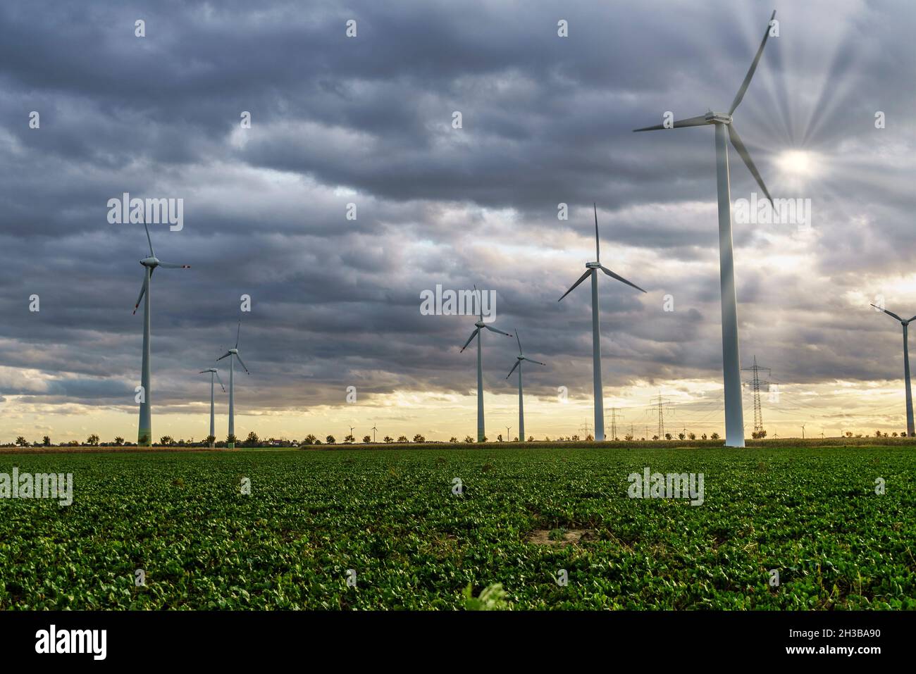 Windkraftanlagen im Solar Valley , bei Bitterfeld-Wolfen in Sachsen-Anhalt, Deutschland | DEUTSCHLAND Solartal , Windpark bei Bitterfeld Wolfen Stockfoto