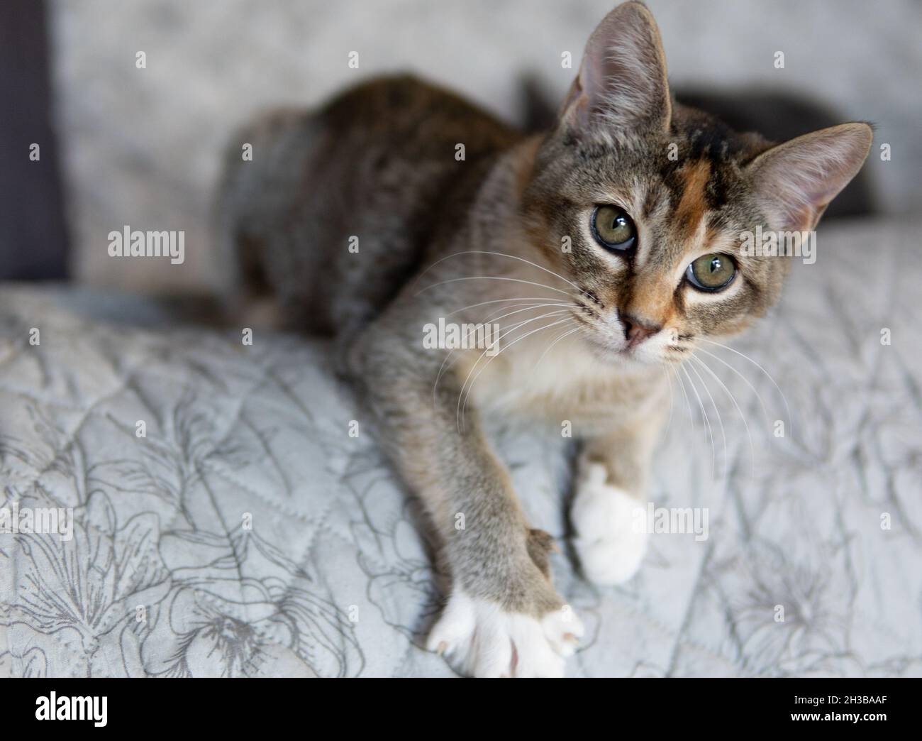 Ein tabico (calico und tabby) Kätzchen (4 Monate alt) schaut in die Kamera Stockfoto